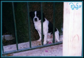 el perro mas bueno del mundo. el perro mas bueno del mundo.